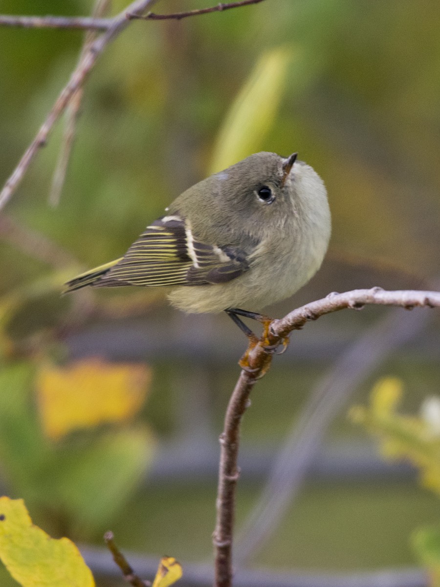 Ruby-crowned Kinglet - ML181302651