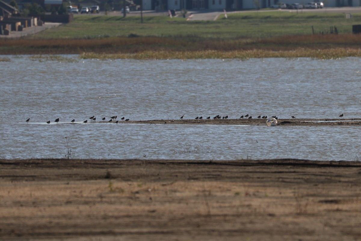 Long-billed Dowitcher - ML181307641