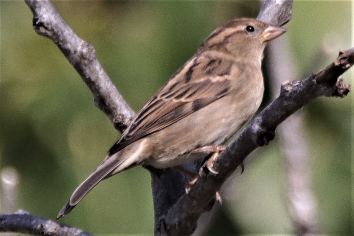 House Sparrow - ML181308001