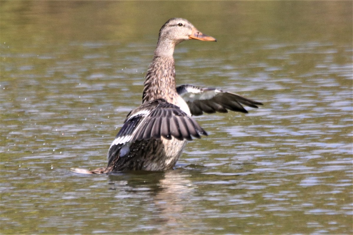 Mallard - David Wilson