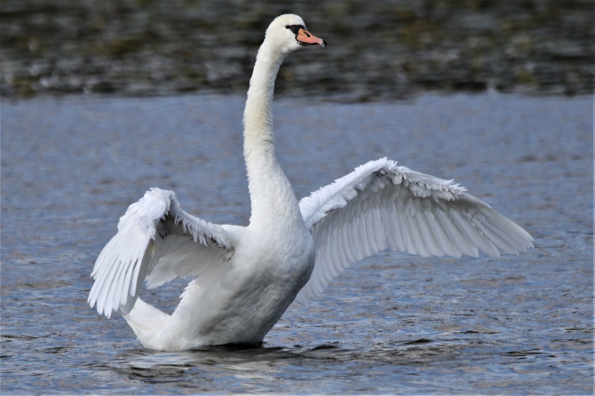 Mute Swan - David Wilson