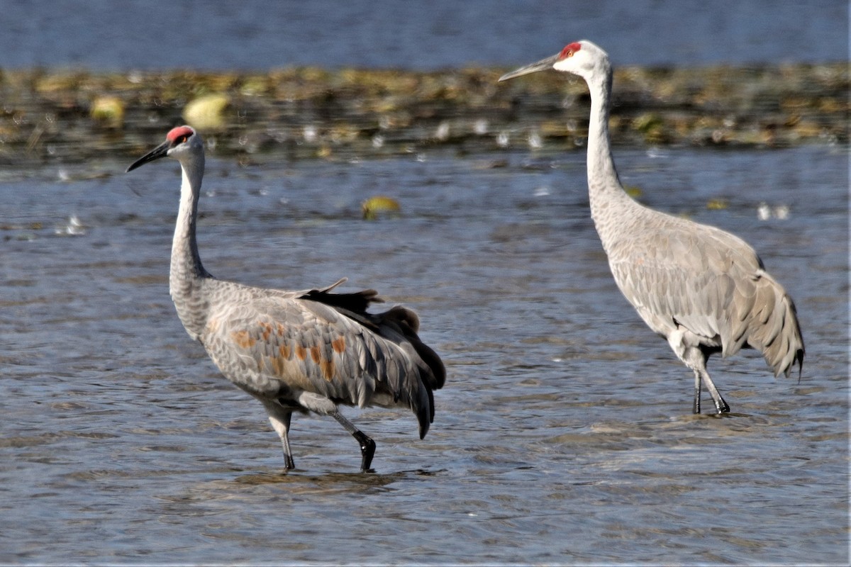 Sandhill Crane - David Wilson