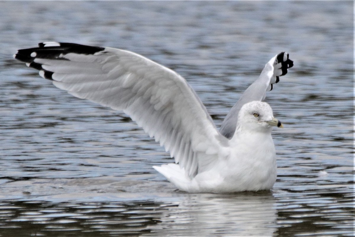 Ring-billed Gull - ML181308251