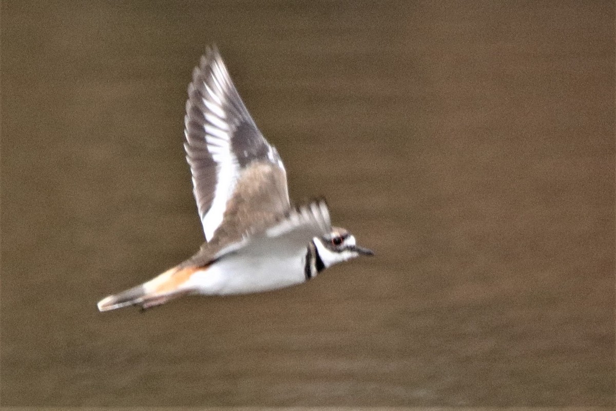 Killdeer - ML181308331