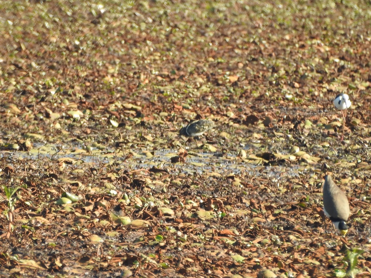 Australian Painted-Snipe - ML181308541