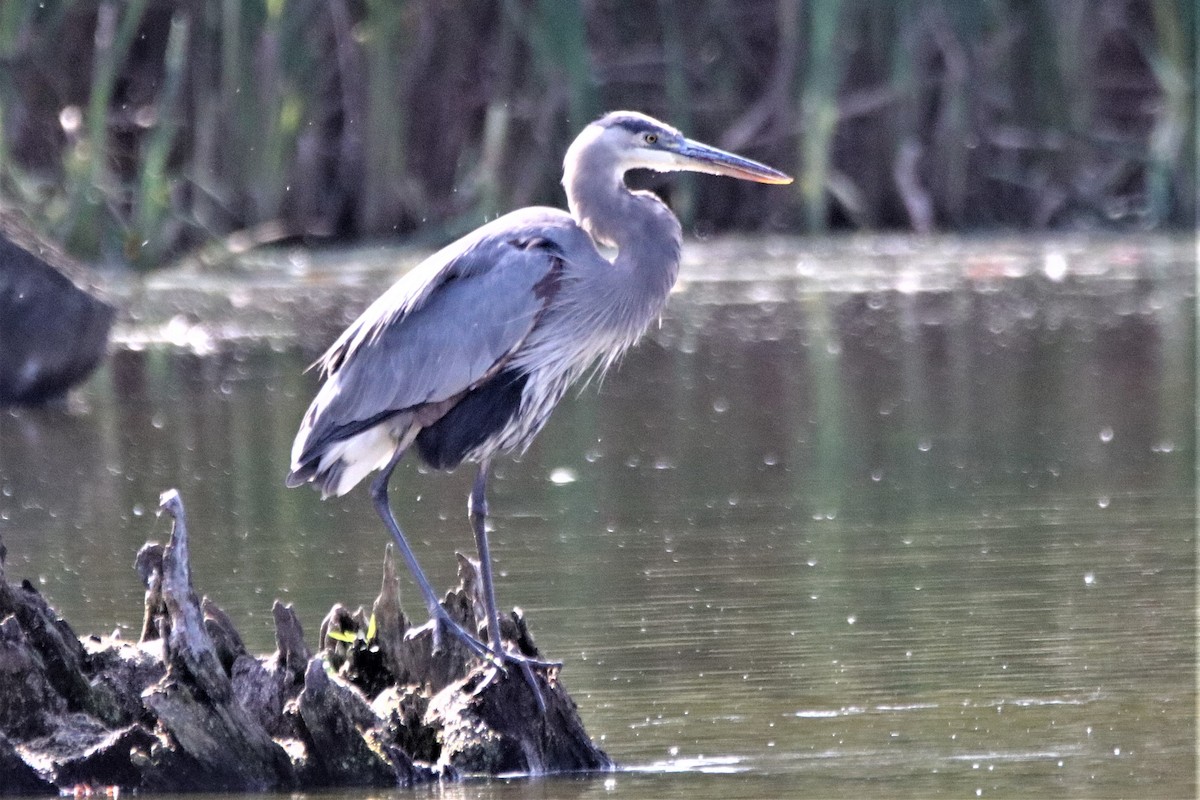 Great Blue Heron - ML181308581