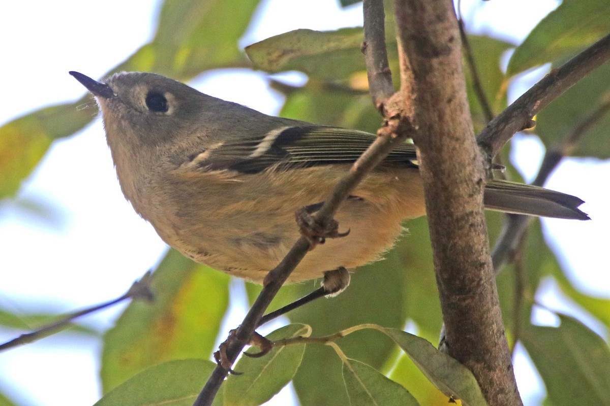 Roitelet à couronne rubis - ML181308641