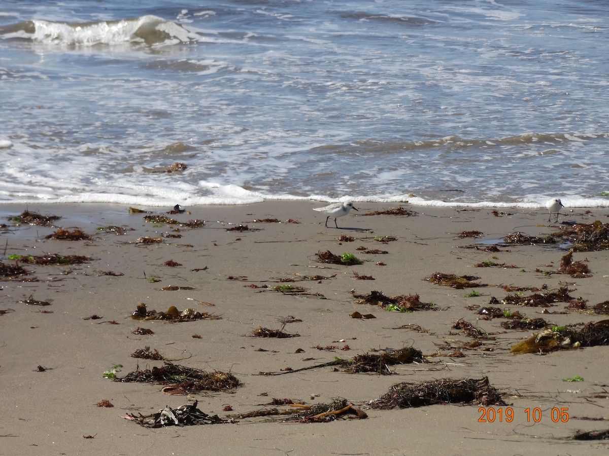 Bécasseau sanderling - ML181309111