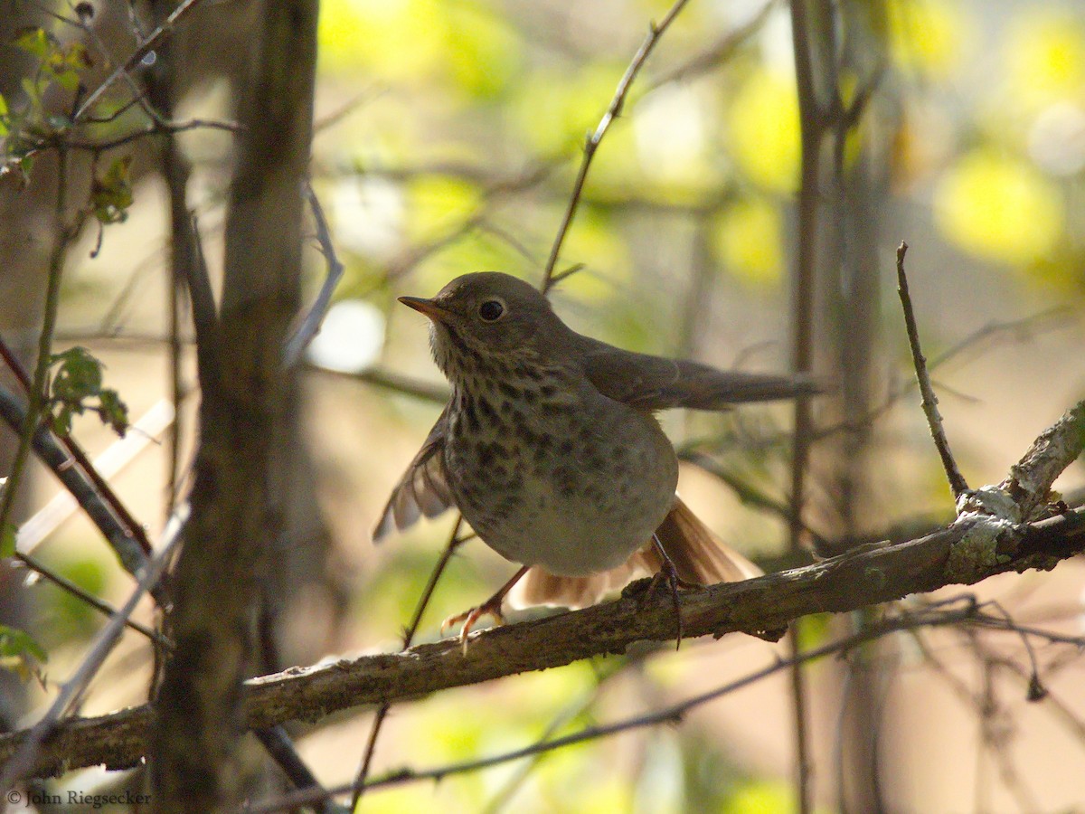 Hermit Thrush - ML181309601