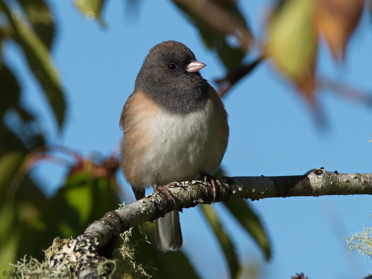 Dark-eyed Junco - ML181309621
