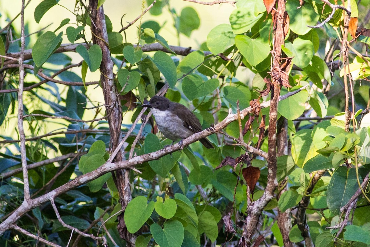 Puerto Rican Tanager - ML181312131