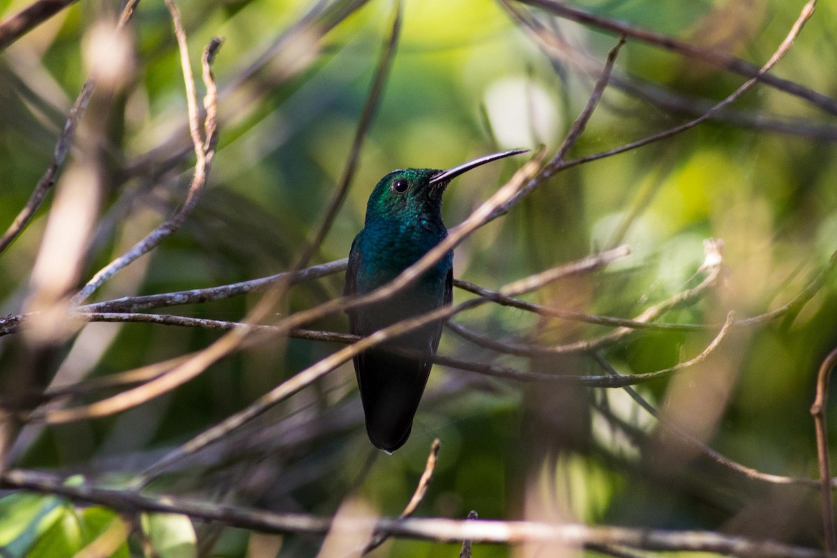 Puerto Rican Emerald - ML181312921