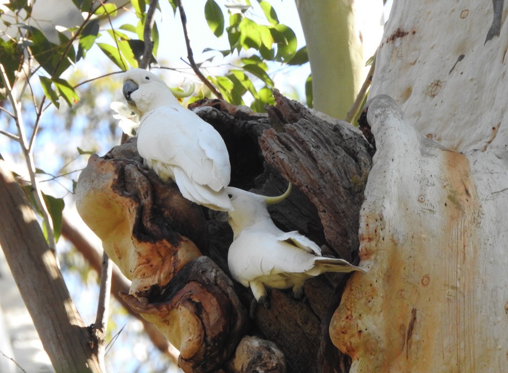 Sulphur-crested Cockatoo - ML181313131