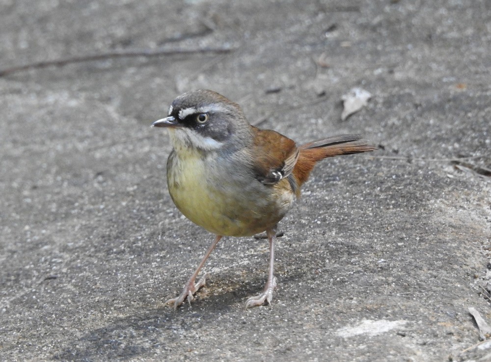 White-browed Scrubwren - ML181313231