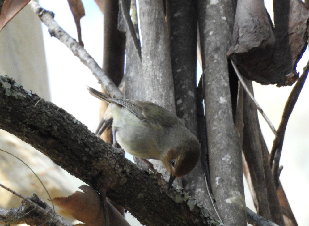 Large-billed Scrubwren - ML181313271