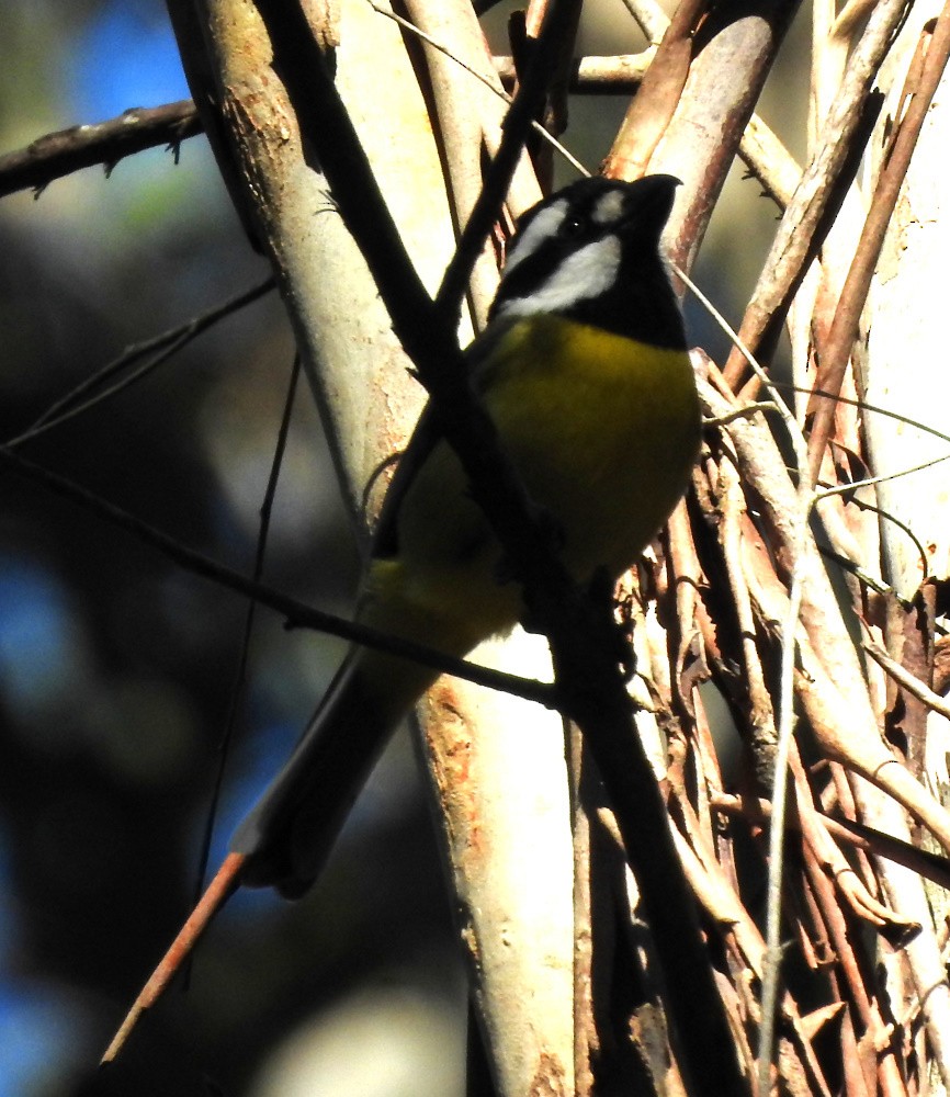 Eastern Shrike-tit - ML181313341