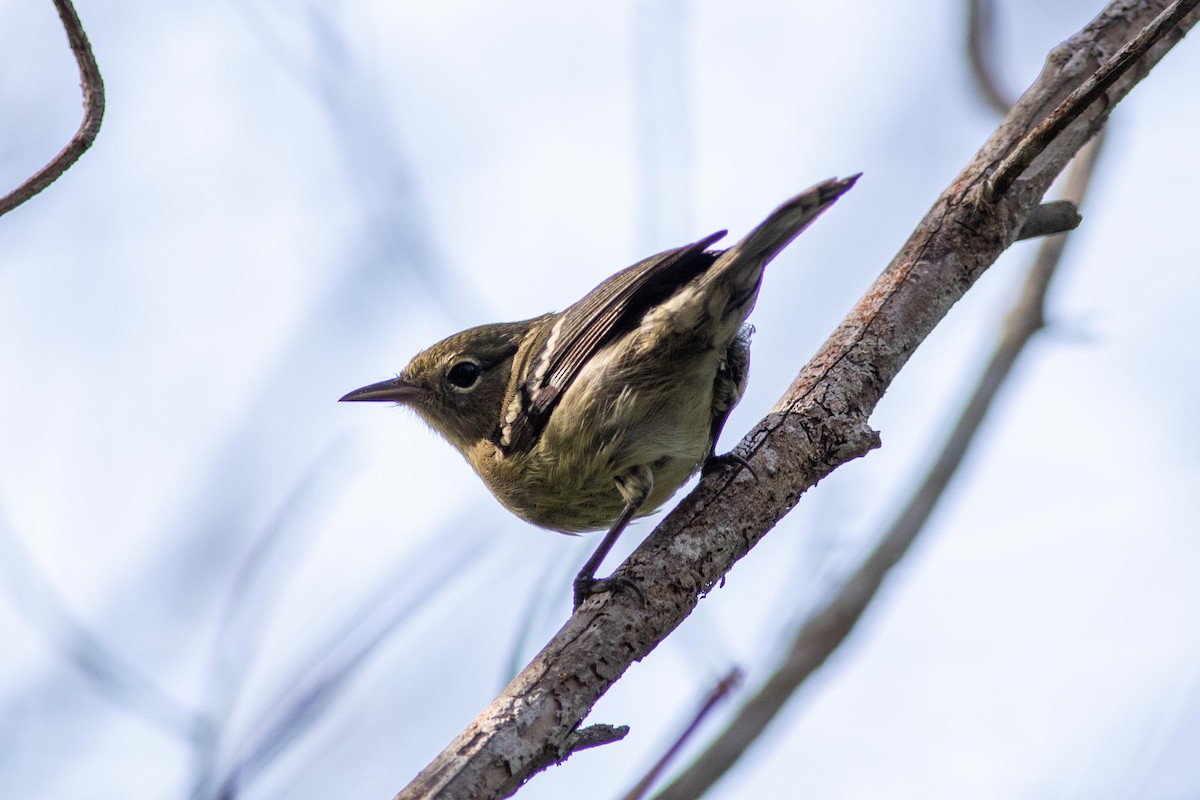 Elfin-woods Warbler - ML181314311