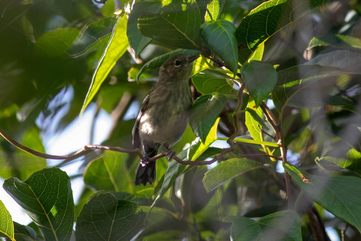 Elfin-woods Warbler - ML181314321