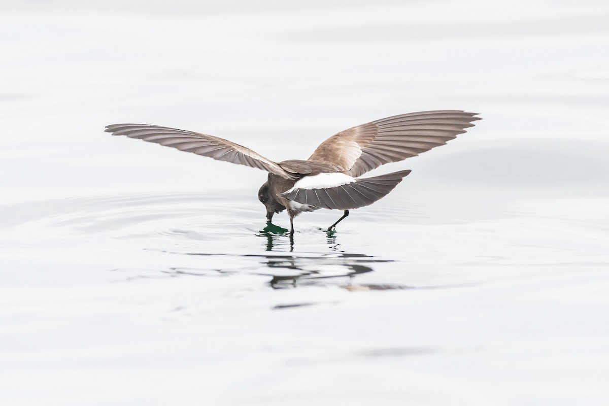 Elliot's Storm-Petrel - ML181314751