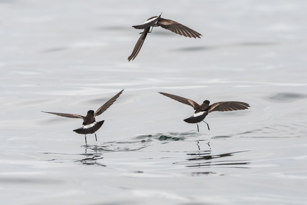 Elliot's Storm-Petrel - ML181314771