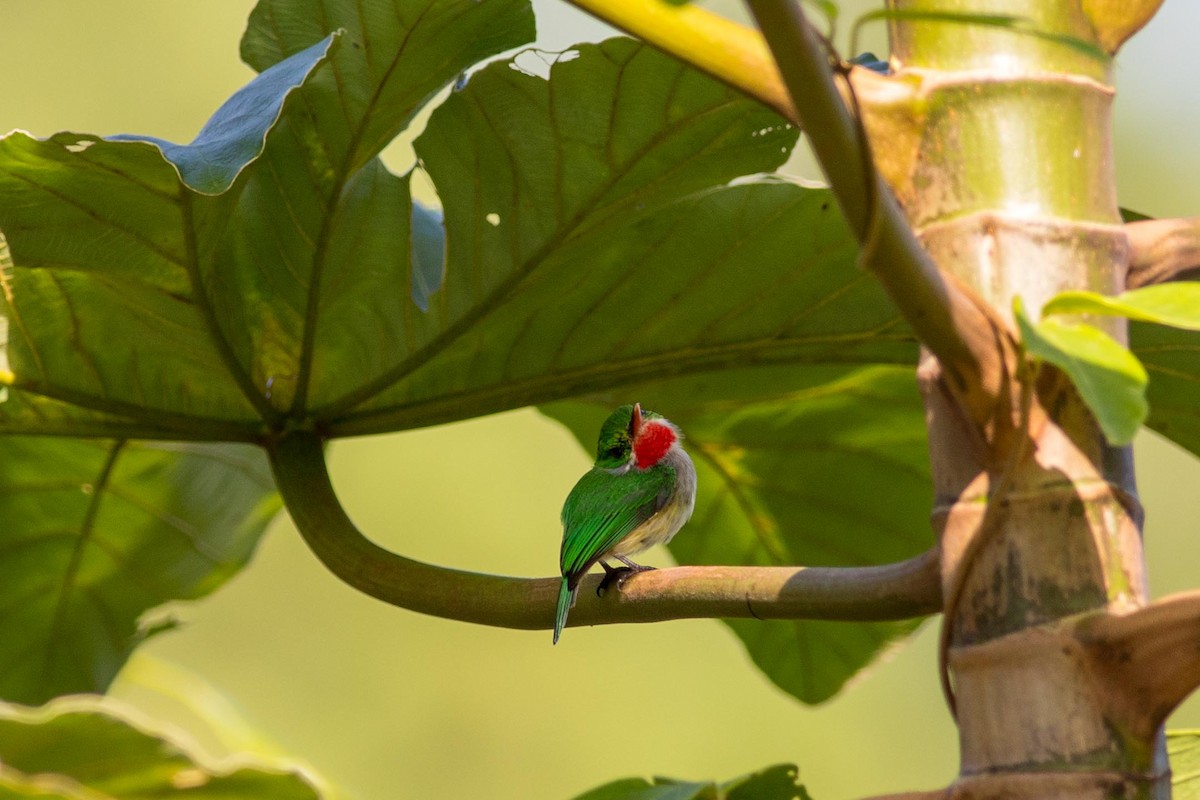 Puerto Rican Tody - ML181314831