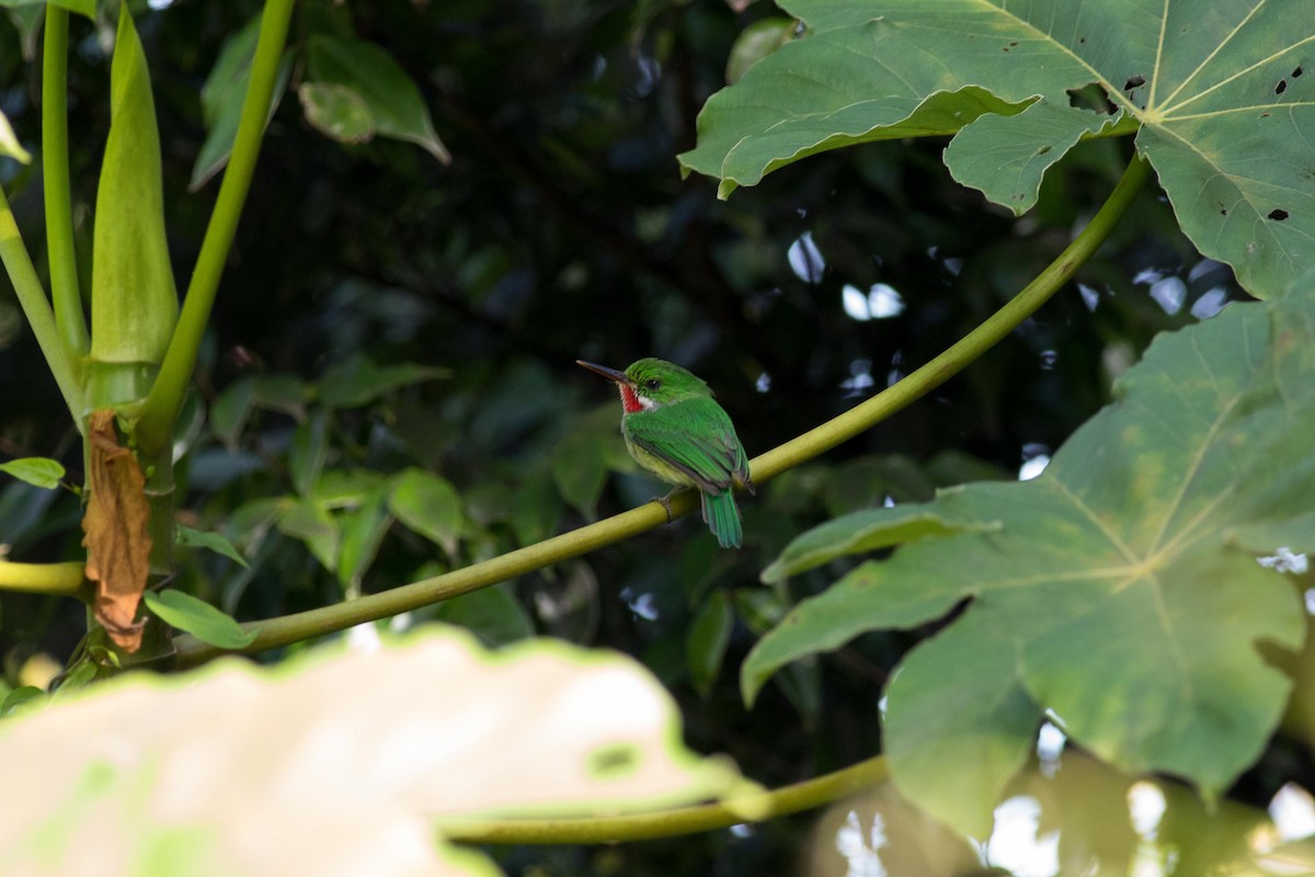 Puerto Rican Tody - ML181315001