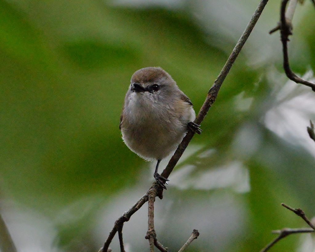 Brown Gerygone - Peter Storer