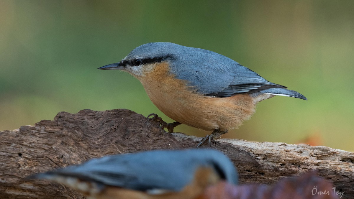 Eurasian Nuthatch - Omer Toy