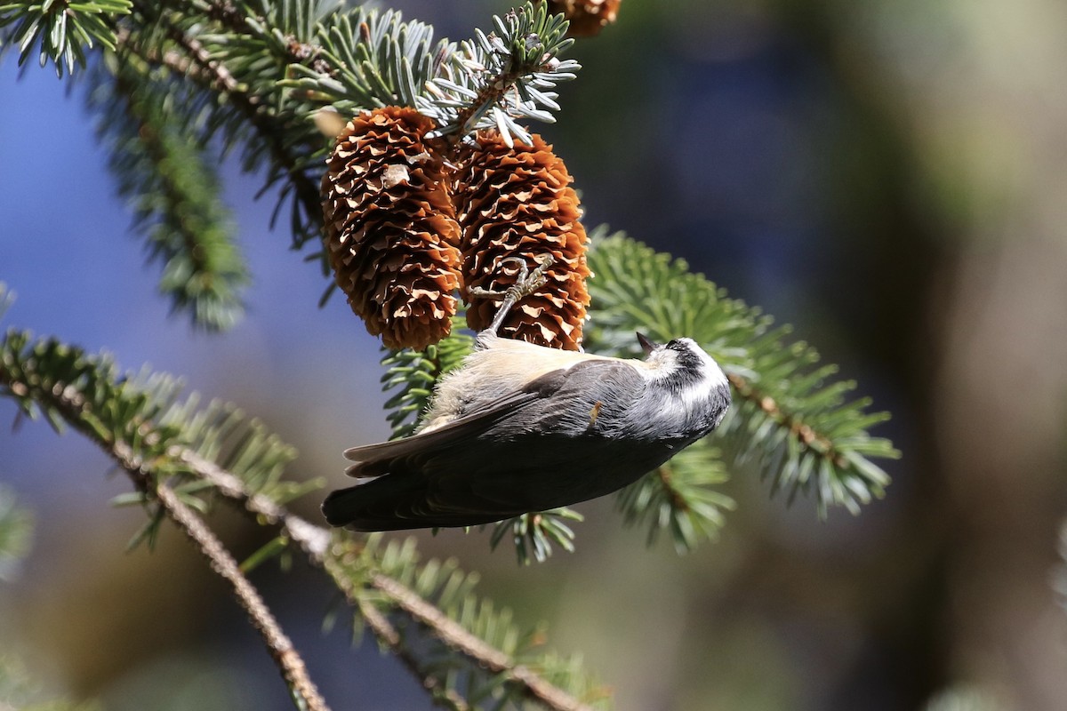 Red-breasted Nuthatch - ML181316681