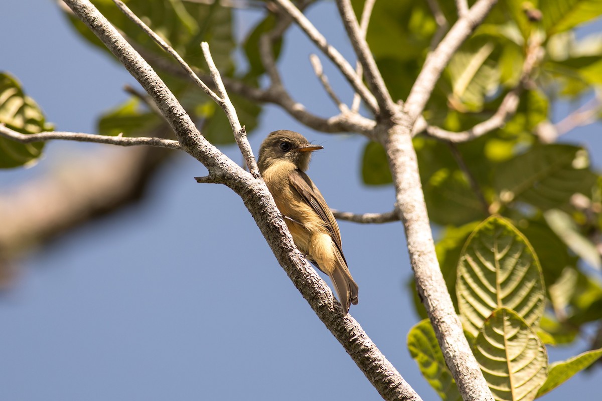 Lesser Antillean Pewee (Puerto Rico) - ML181316821