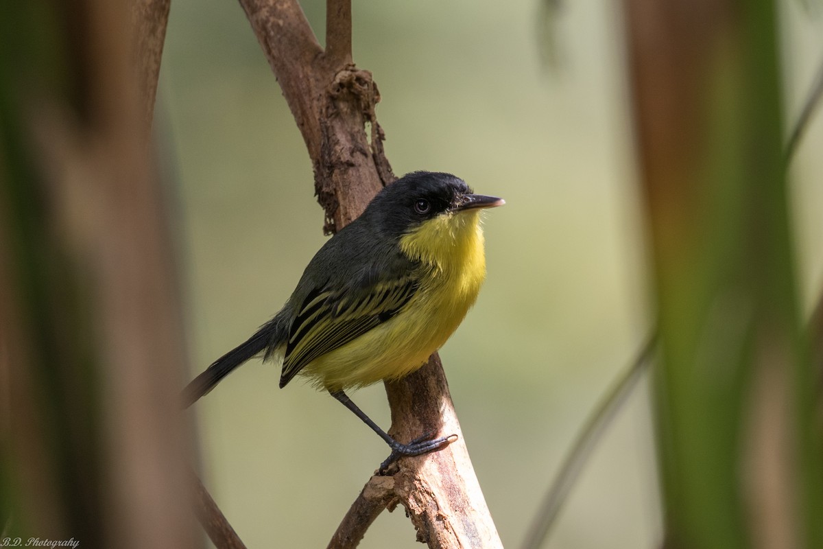 Common Tody-Flycatcher - ML181317181