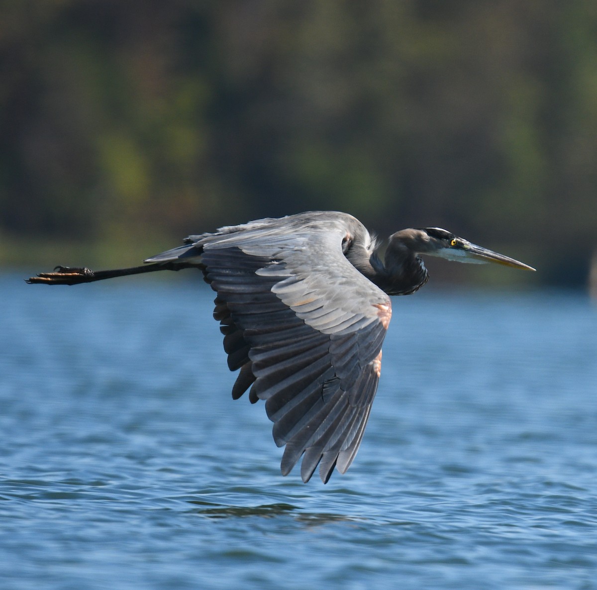 Great Blue Heron - Rick Spencer