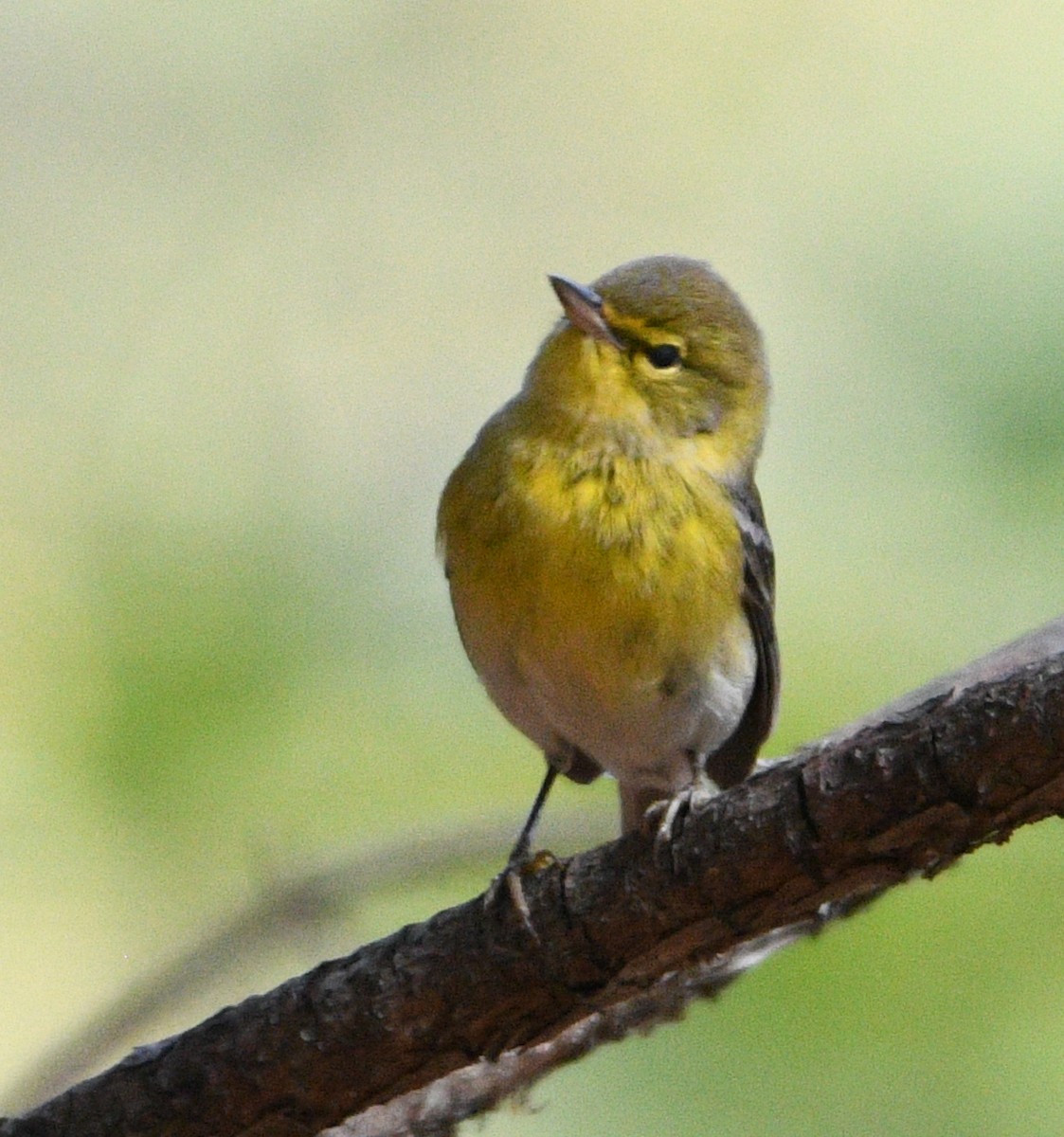 Pine Warbler - Rick Spencer