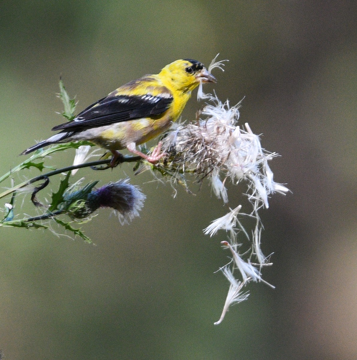 American Goldfinch - ML181318121