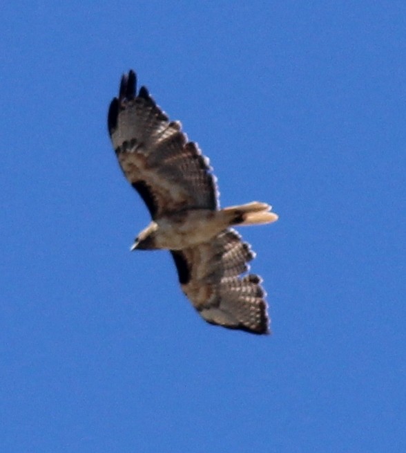Red-tailed Hawk (calurus/alascensis) - ML181318501