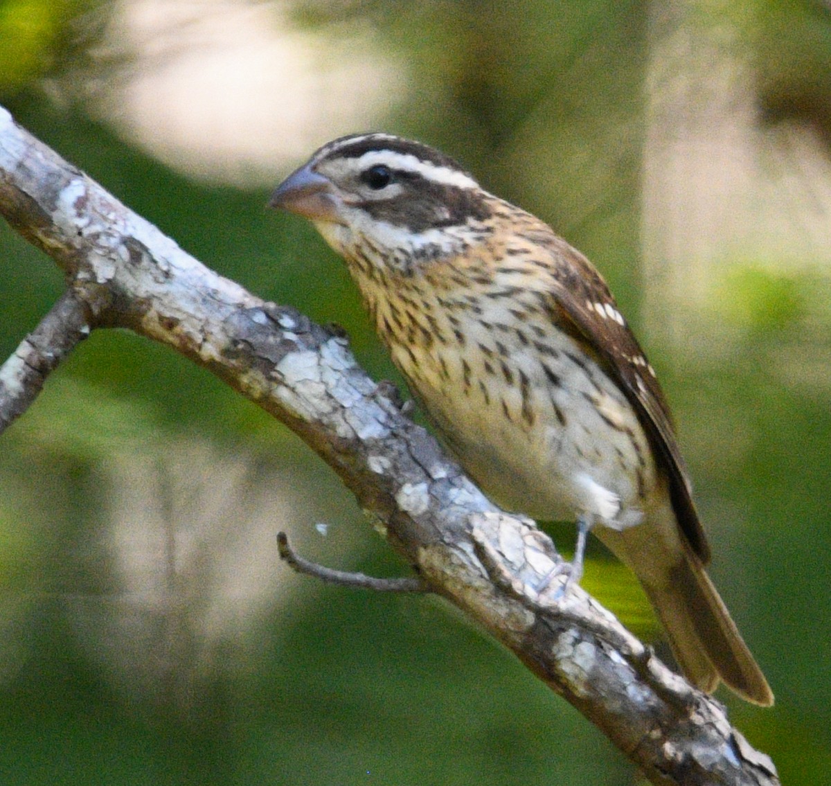 Rose-breasted Grosbeak - Rick Spencer