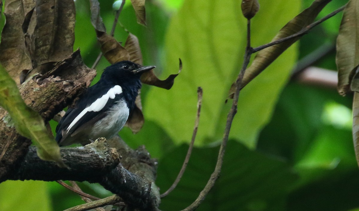 Philippine Magpie-Robin - ML181319071