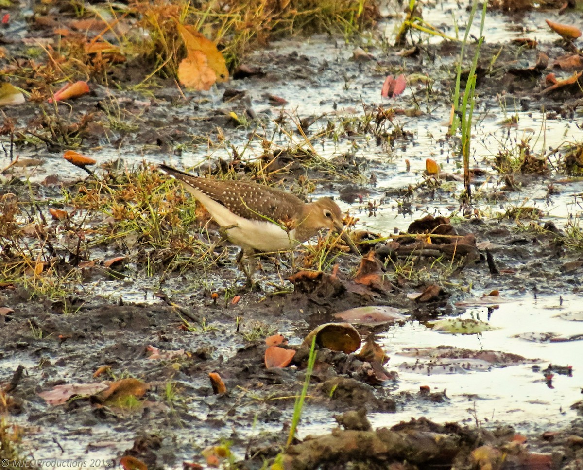 Solitary Sandpiper - ML181319801