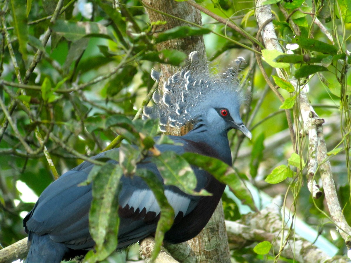 Victoria Crowned-Pigeon - Timo Mitzen