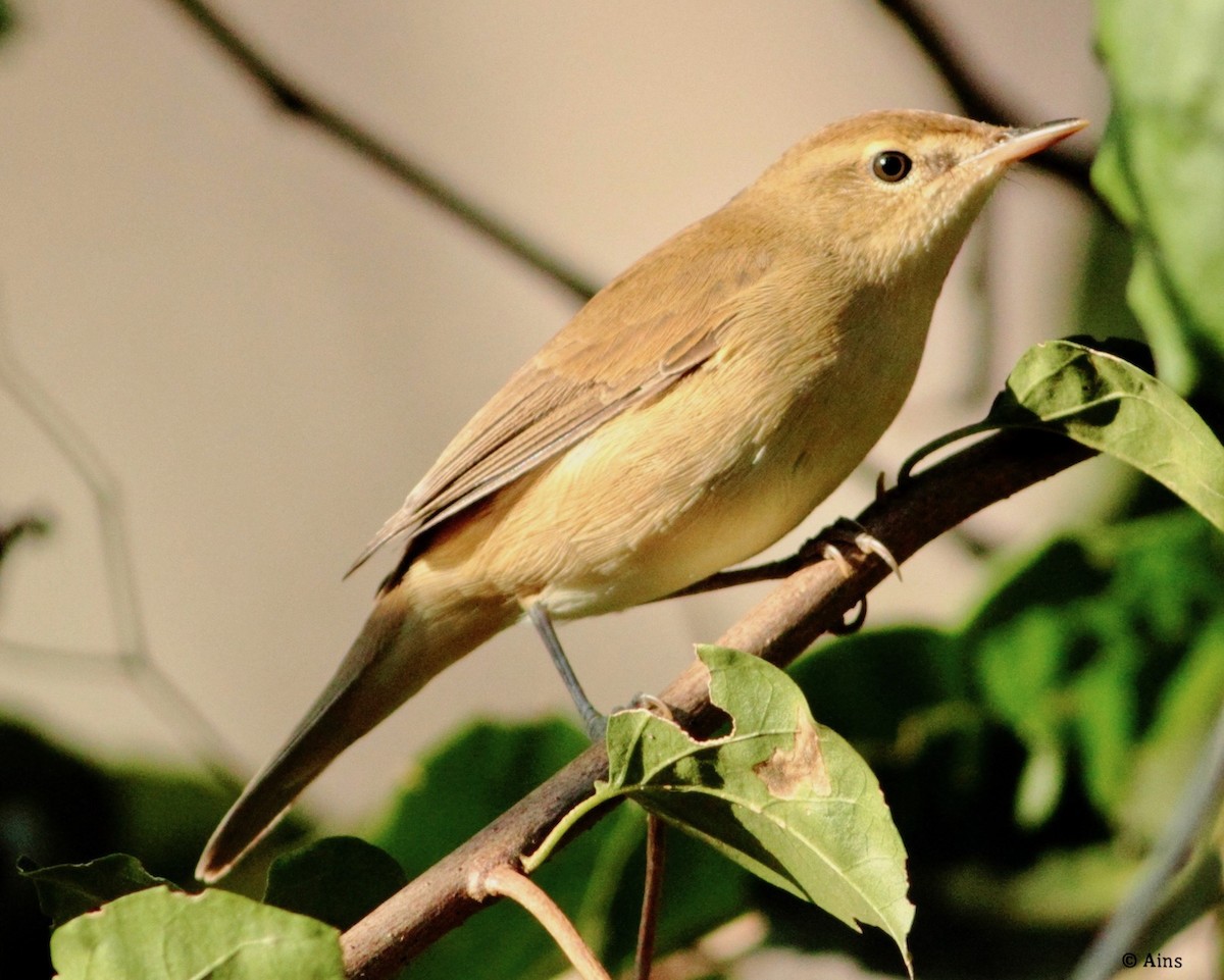 Blyth's Reed Warbler - Ains Priestman