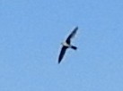 White-throated Swift - ML181322991