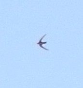 White-throated Swift - ML181323001