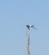 White-throated Swift - ML181323011