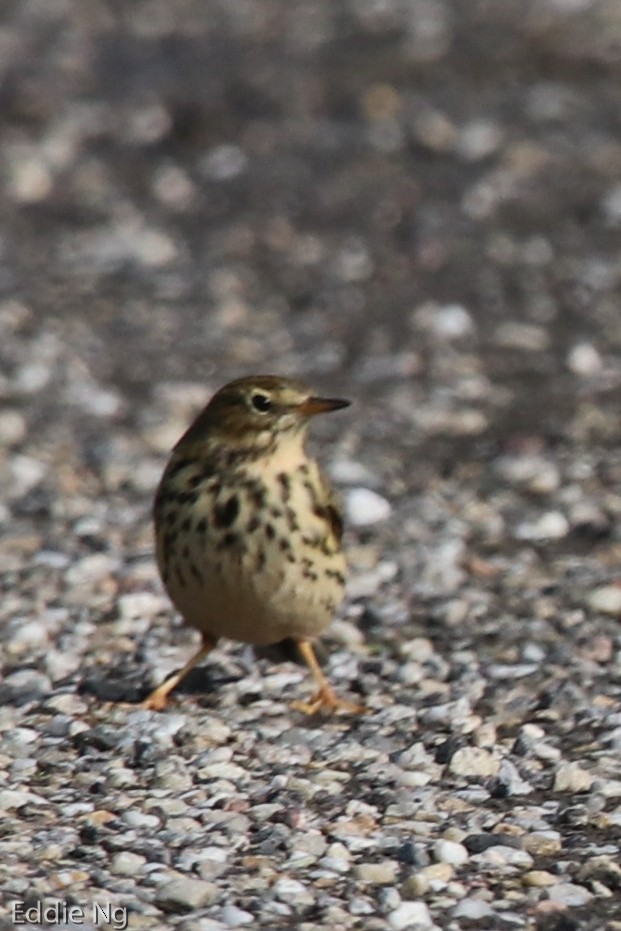 Meadow Pipit - ML181323151