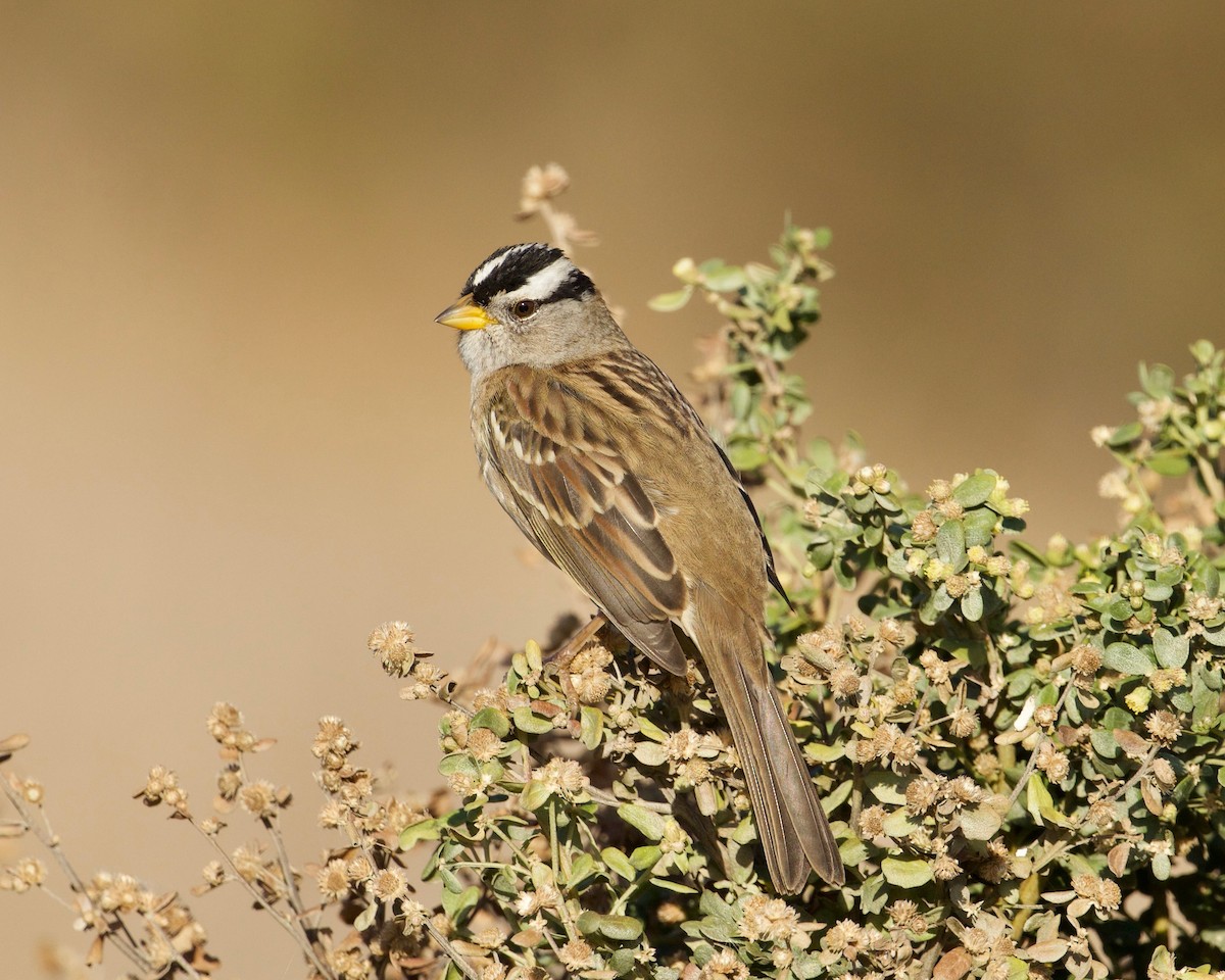 White-crowned Sparrow - ML181324441
