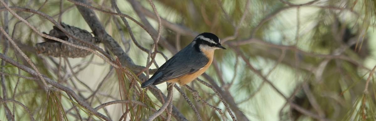 Red-breasted Nuthatch - ML181324741