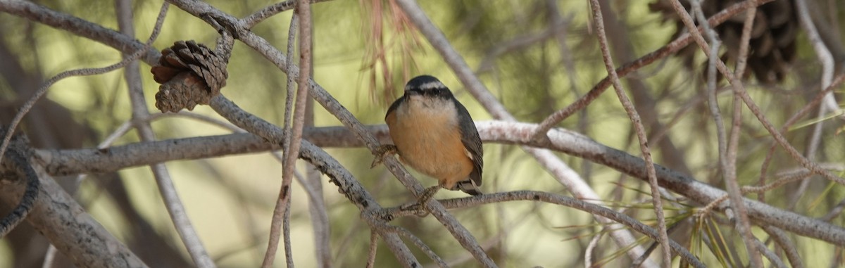 Red-breasted Nuthatch - ML181324751