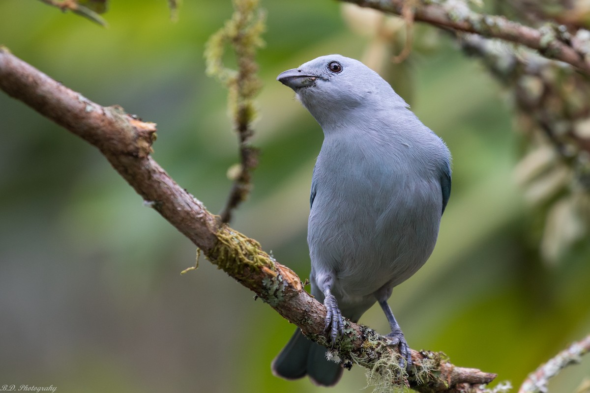 Blue-gray Tanager - ML181326831