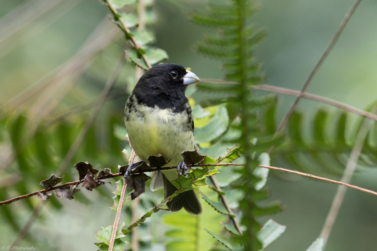 Yellow-bellied Seedeater - ML181326981