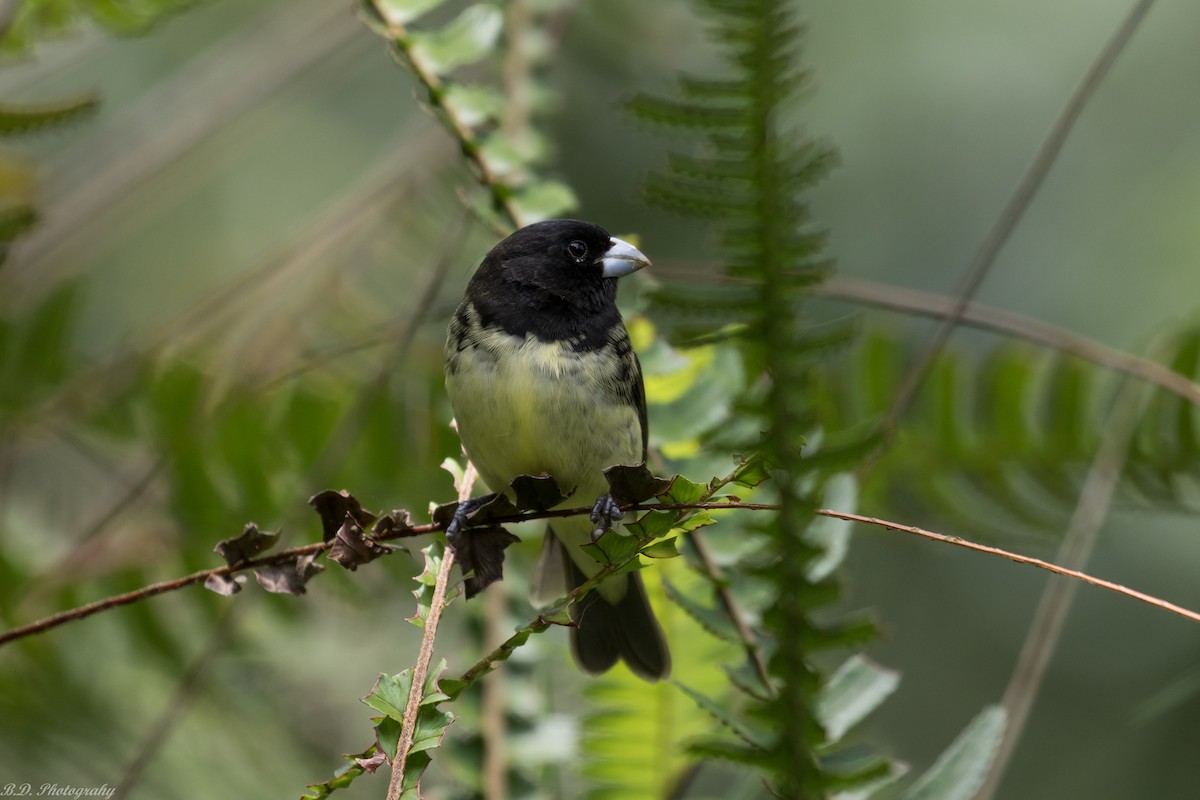 Yellow-bellied Seedeater - ML181326991